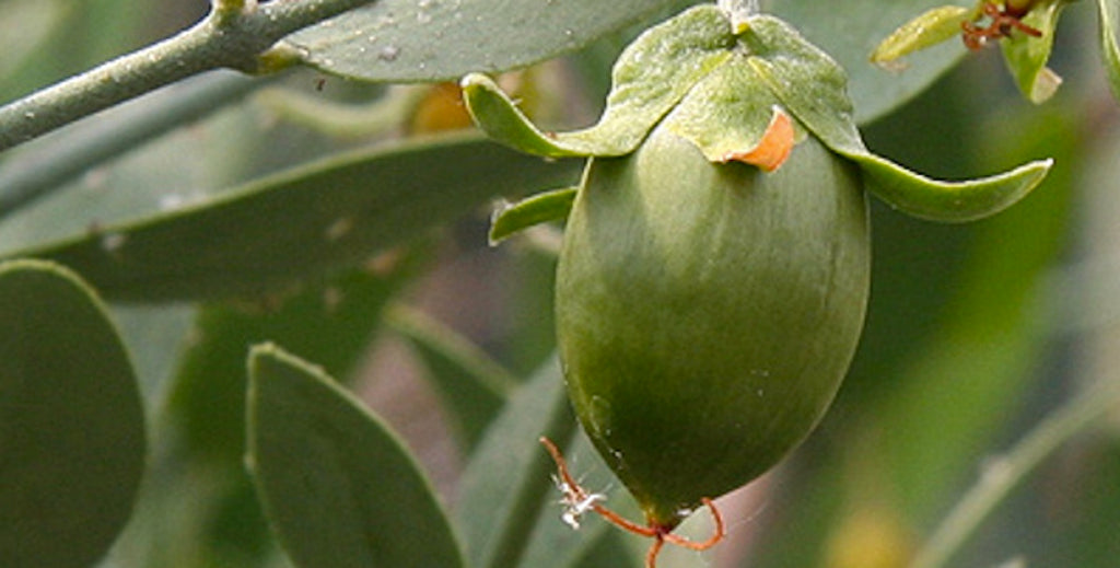 What is Organic?