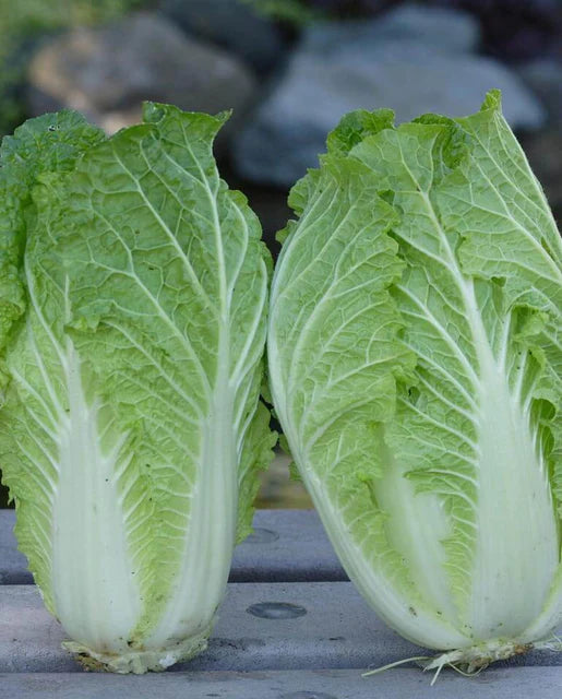 West Coast Seeds China Express Cabbage Sui Choi Urban Grow Garden Supply 0676
