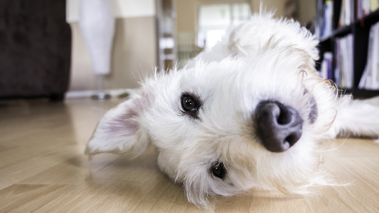 what type of flooring is best when you have dogs