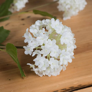 White Viburnum Opulus