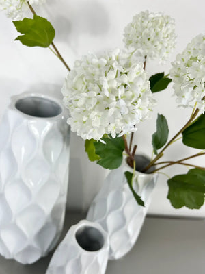 White Viburnum Opulus