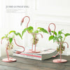 Pink Flamingo Plant