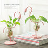 Pink Flamingo Plant