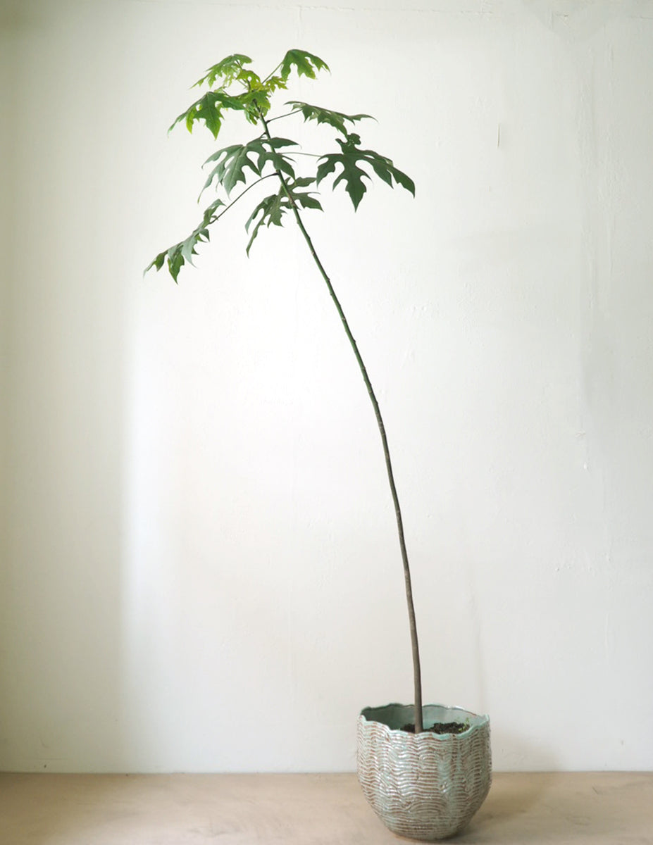 Kærlighedstræ (Fingerblad) Stor – Plant