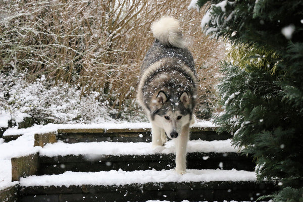 can dogs go down steep stairs