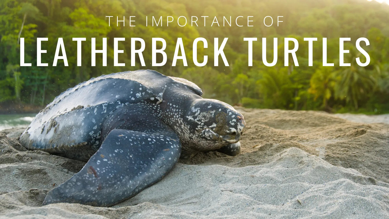 Meander kan opfattes Årligt All about leatherback turtles and their importance to the marine ecosystem.