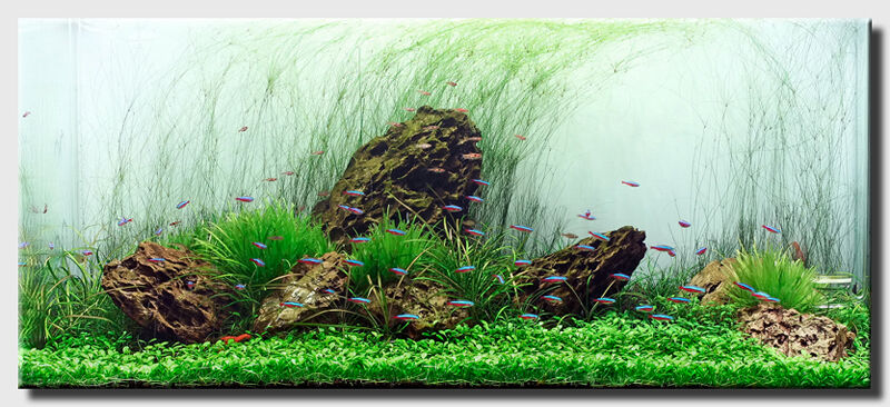 Giant Hairgrass (Eleocharis montevidensis) – Aquarium Roots