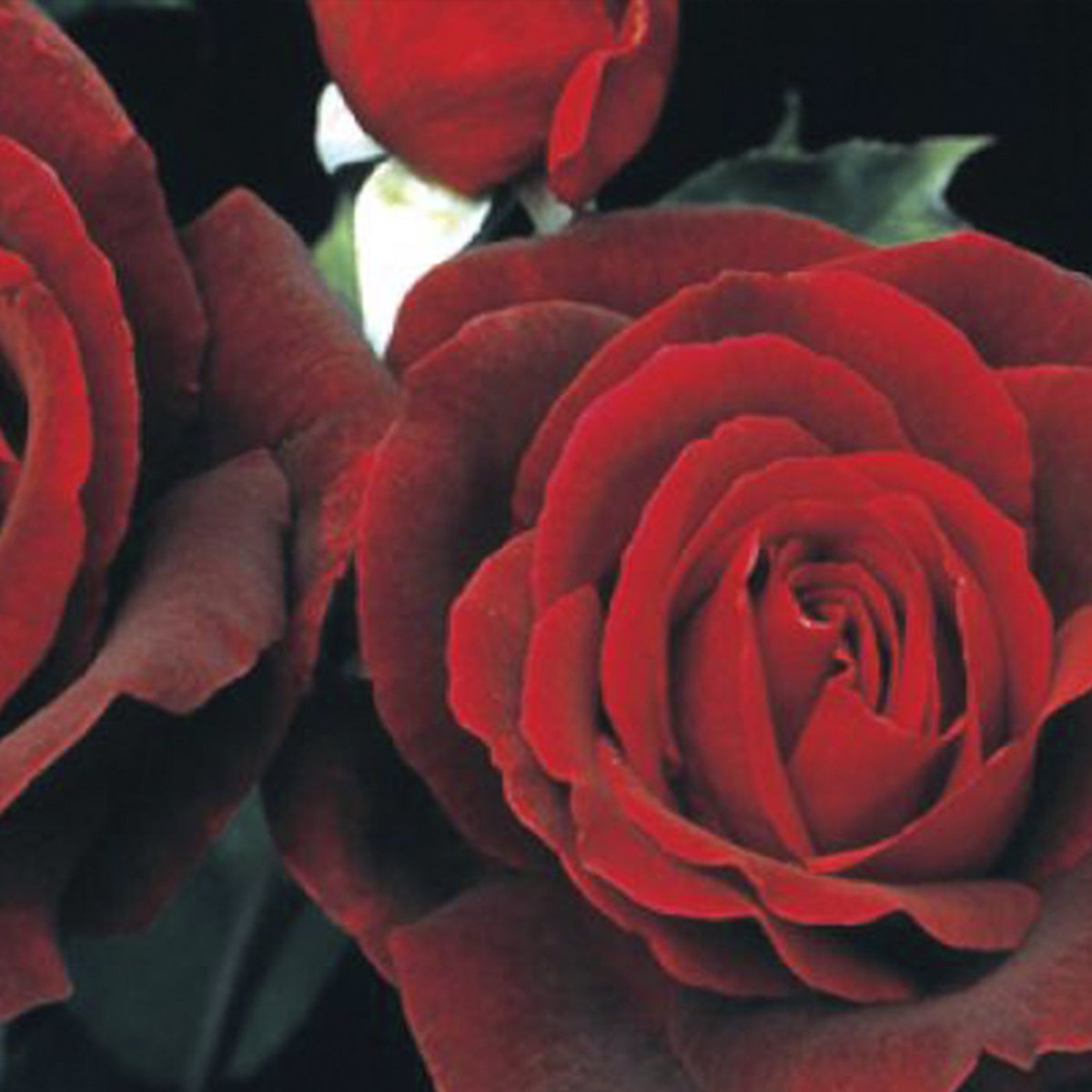 Сорт красная роза Конкорд