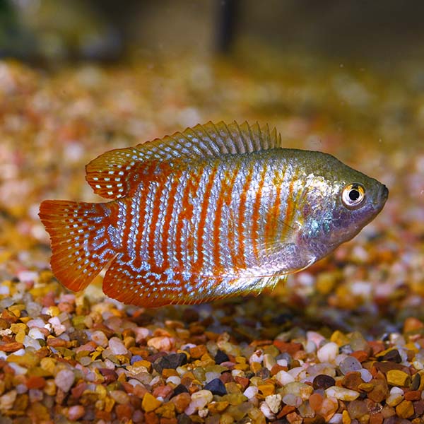 gourami fish male female difference