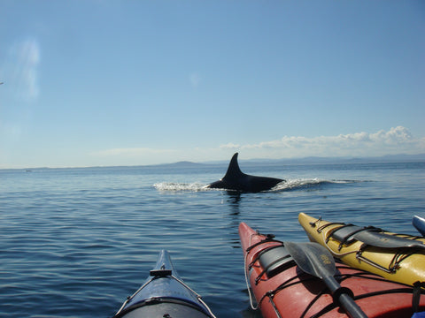 San Juan Island Kayak Tours - Sea Quest Expeditions - Ekeau
