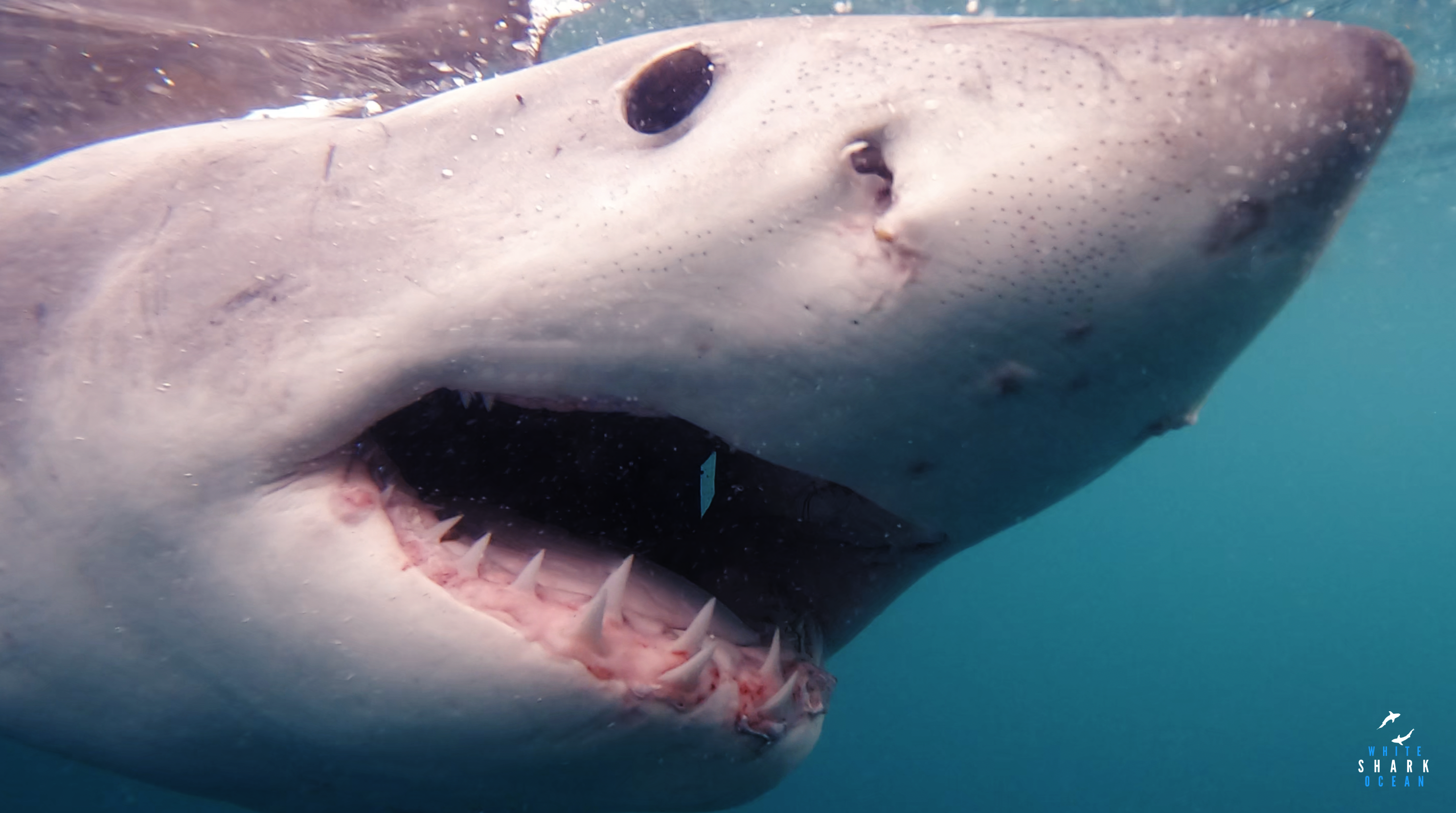 bull shark teeth rows