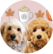 autumn_thegoldie - social share for dokoo pet camera