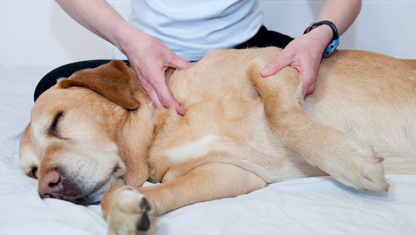 Animal Physical Therapy Online Course | International Open Academy