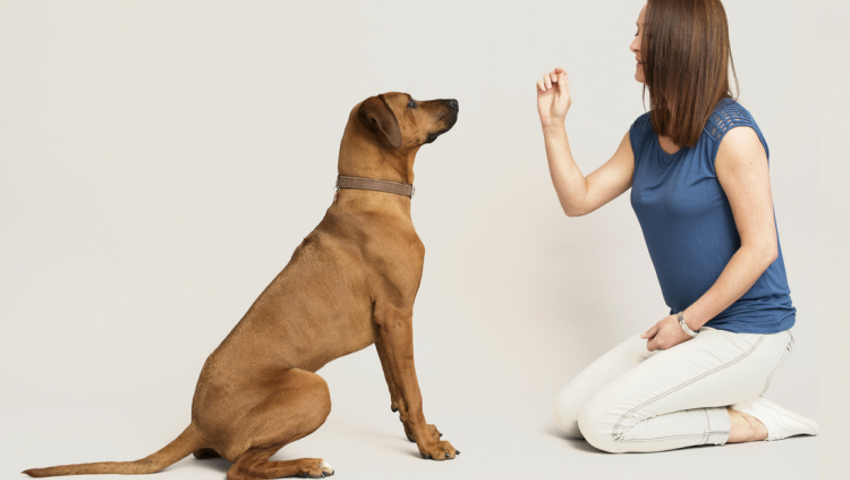 The 8 Best Online Dog Training Certification Programs of 2021