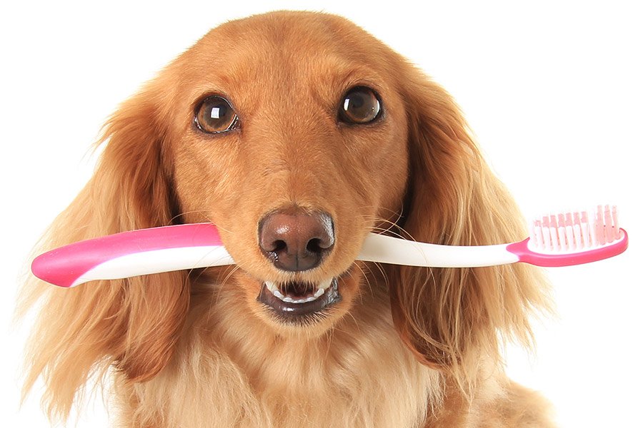 mentaal spanning Heiligdom Tandverzorging voor honden – Cats&Dogs