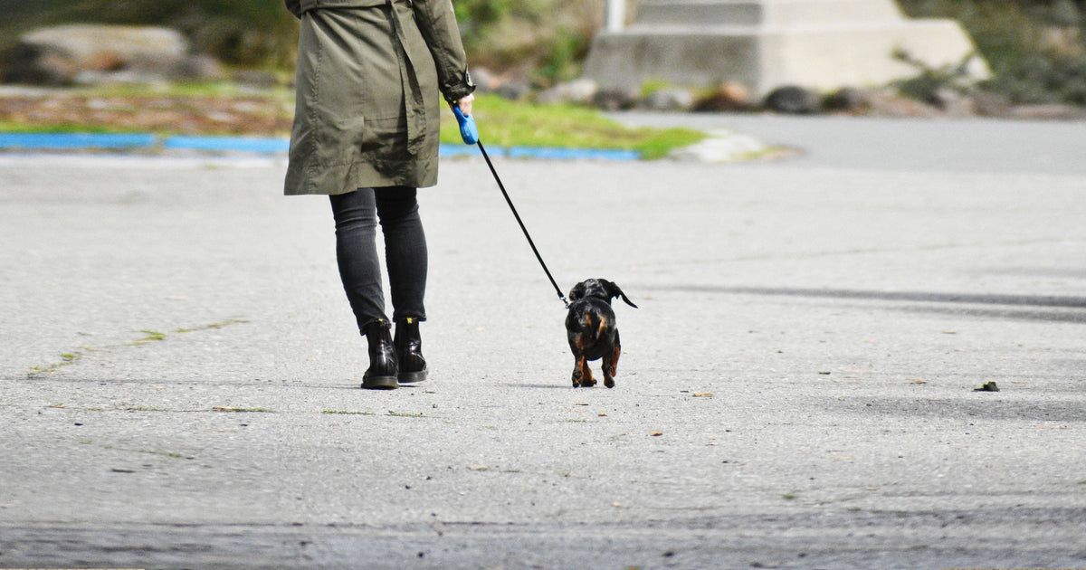 how long should a dog training leash be