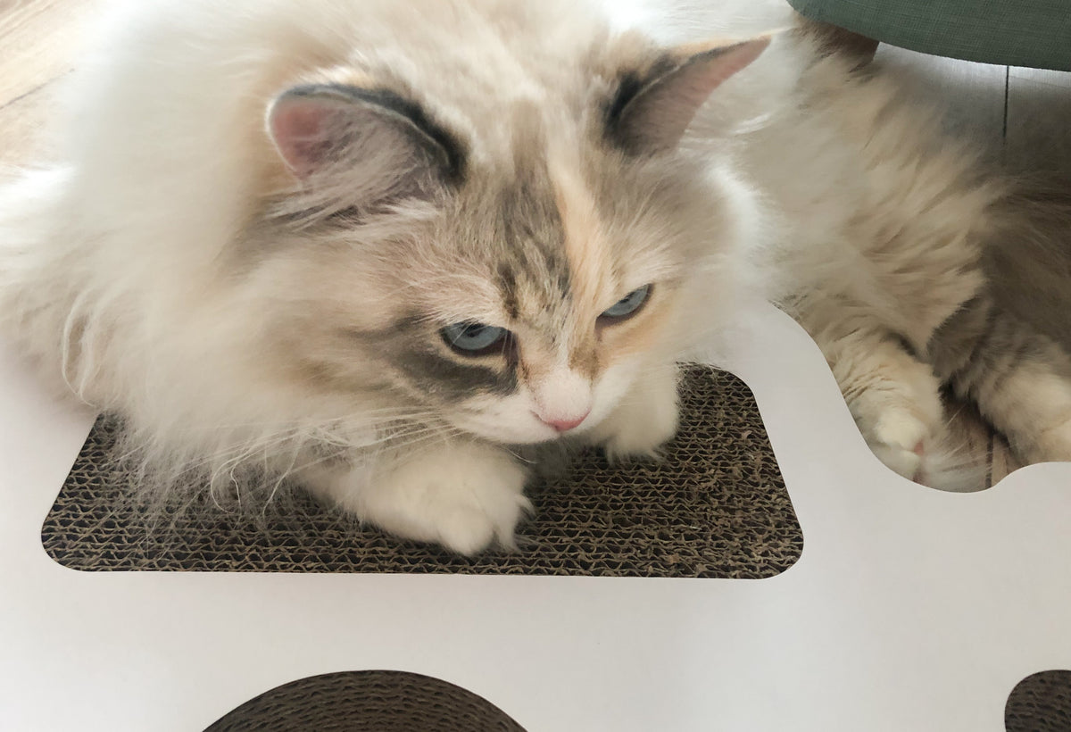 Plasticiteit gen ziekenhuis Help, mijn kat krabt aan de bank! – byNeko