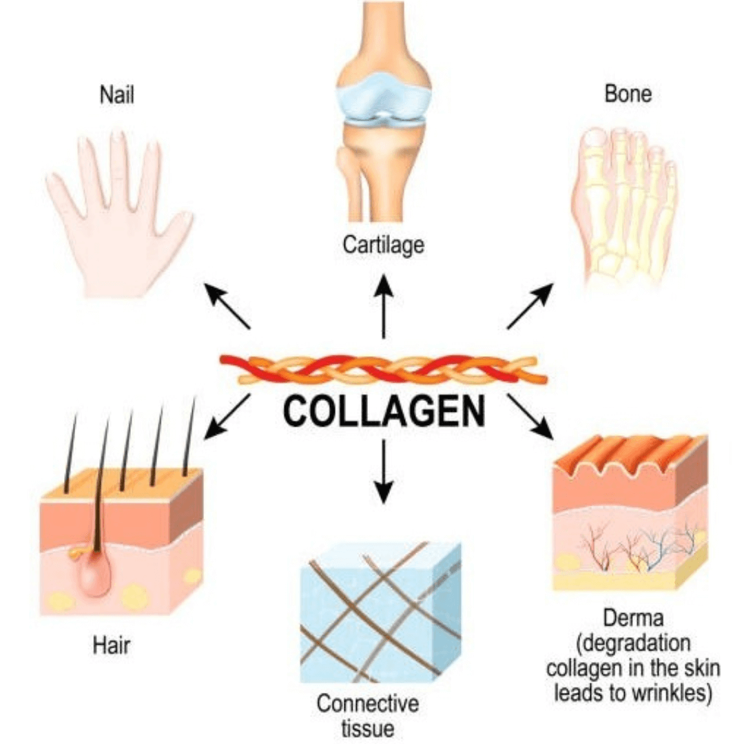 where-is-collagen-found-in-the-human-body