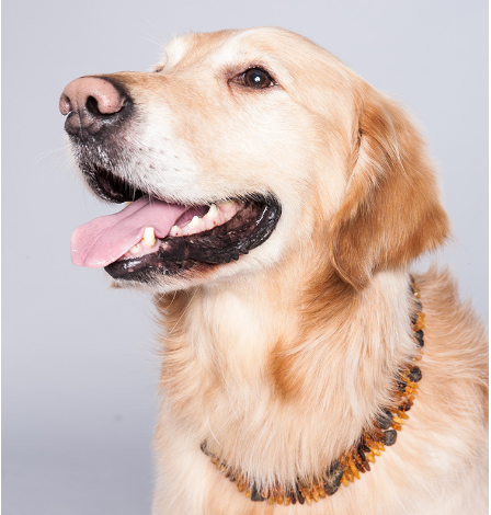 Amber dog collar 