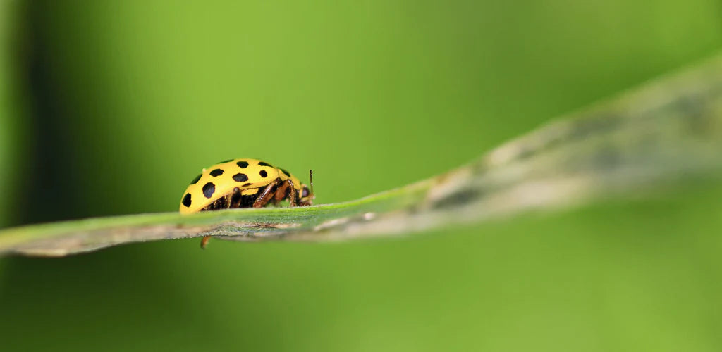 7 beneficial insects for your edible garden