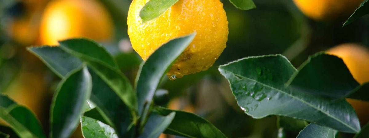 Fruit Salad Trees | What causes citrus leaves to turn yellow?