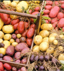 Colored potatoes can be hard to find, but worth the search!