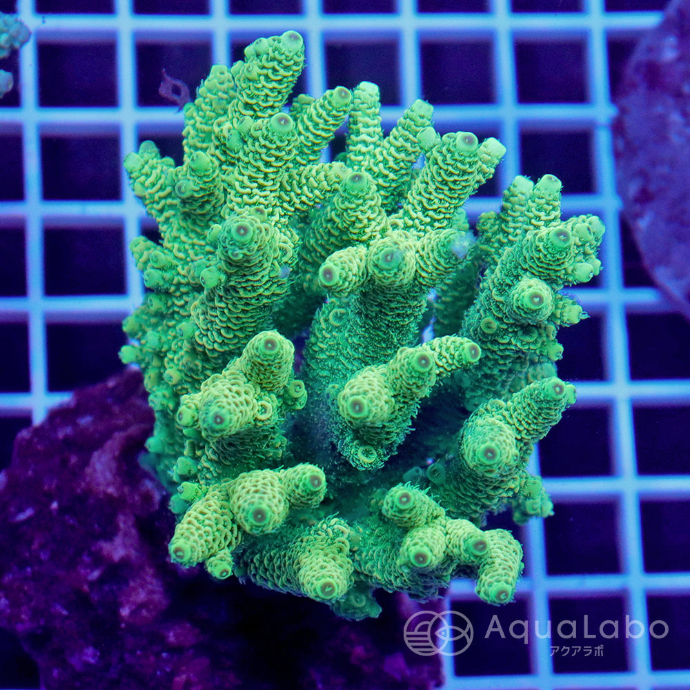 いラインアップ 1057 珊瑚 サンゴ abubakarbukolasaraki.com