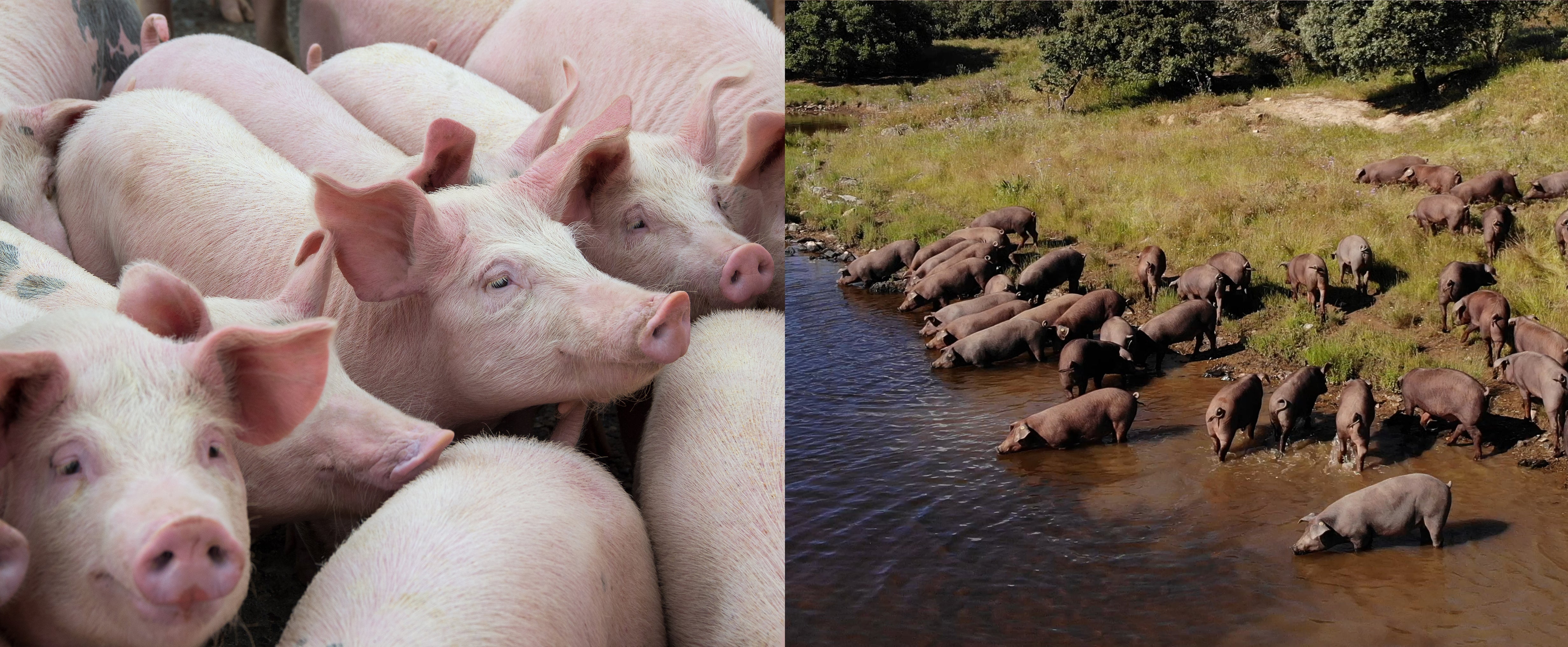 iberian-pork-meat-vs-normal-pork-meat-campo-grande