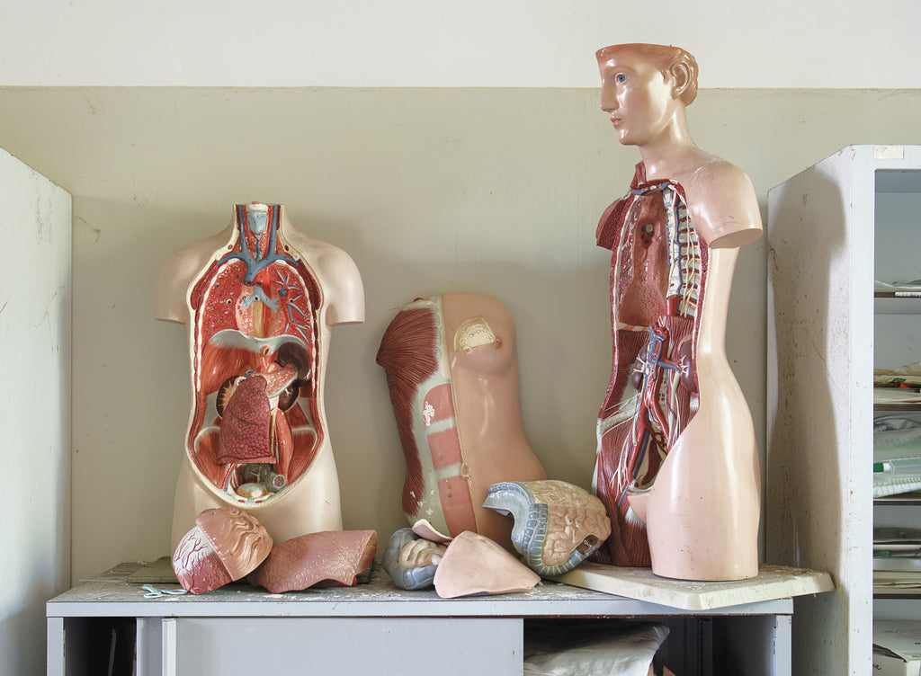 mannequin of body parts