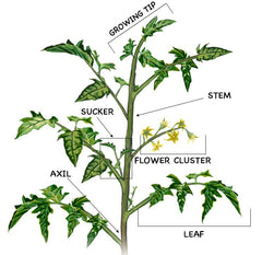 How to clone a tomato plant