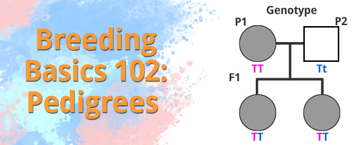 Breeding Basics 102 - Understanding Pedigrees