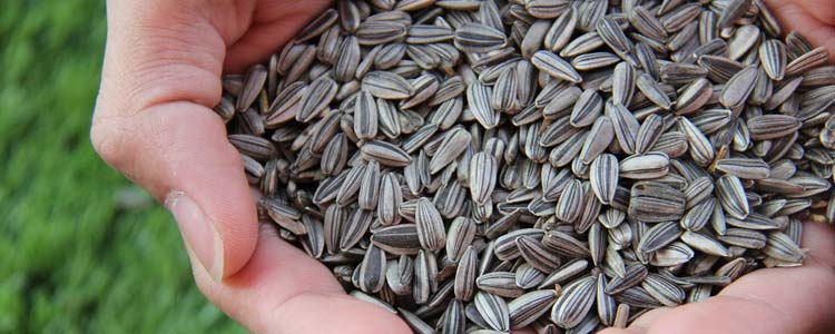 Germination Tips - Seed Modification