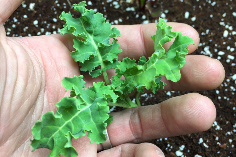 Growing Kale Hydroponically