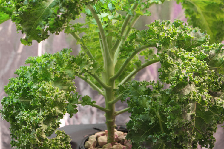 Kale Hydroponics