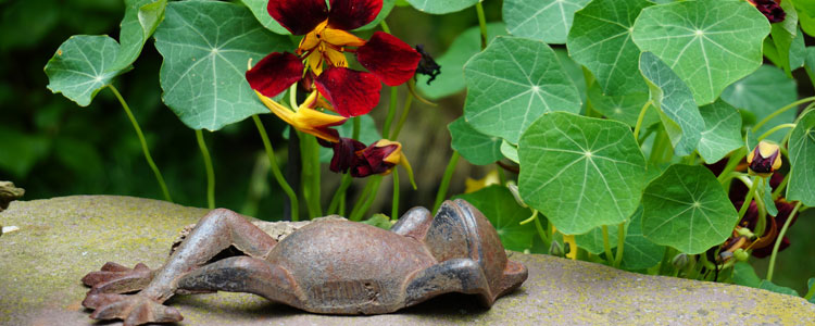How to grow Nasturtiums from seed