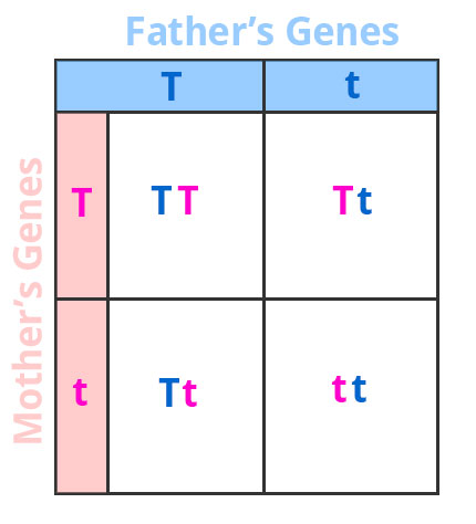 Punnet Square filled