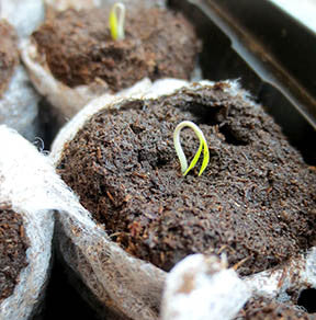 How to grow herbs from seed? Seedlings in Root cubes