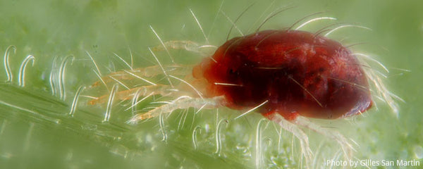 Spider Mites pests