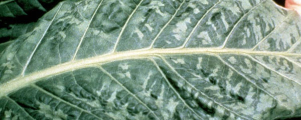 Tobacco Leaf Virus