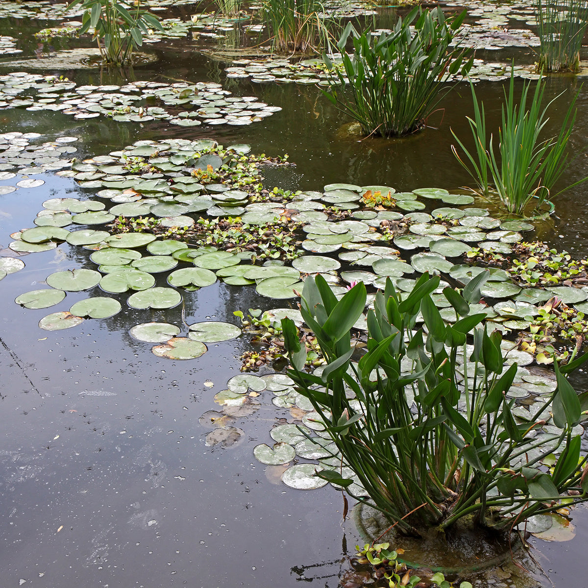 Pond Plants Iris ensata Edens Paintbrush Water Plants Bog Plants-None-1 LTR Marginal Pond Plants