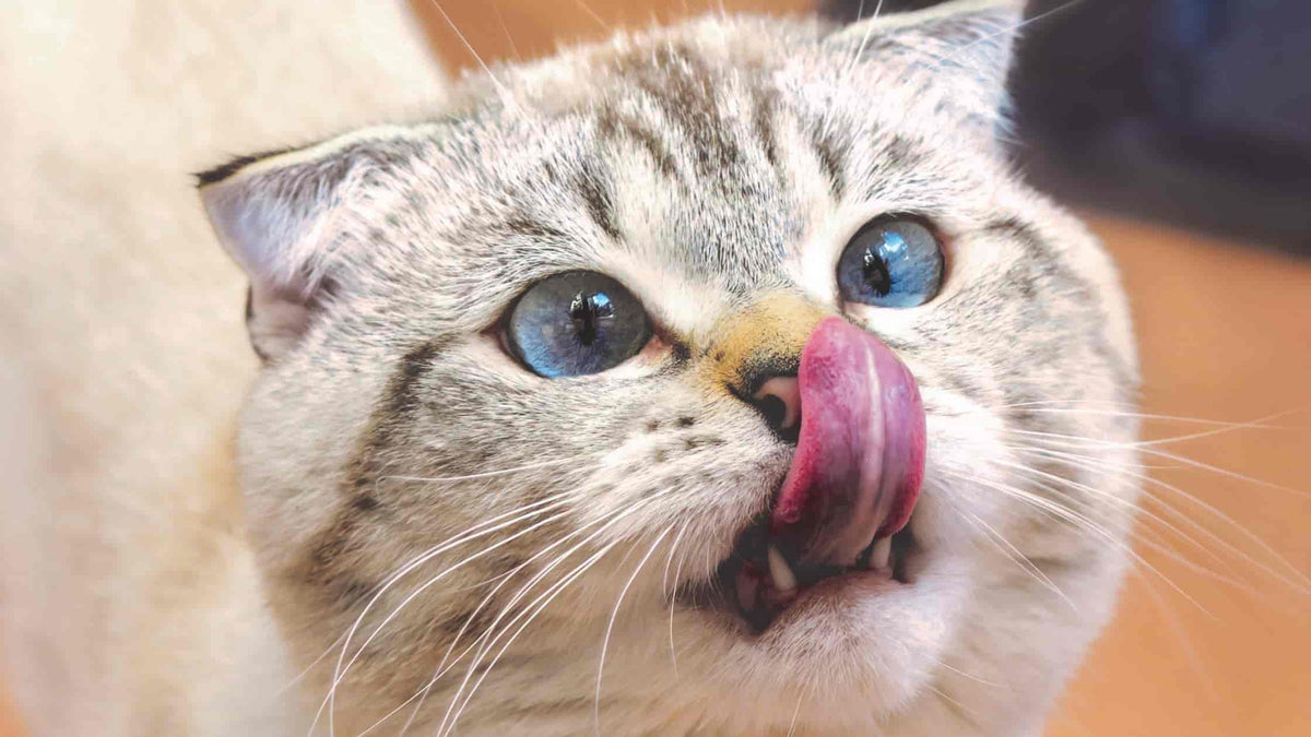 Prelude værktøj design Hvorfor slikker katte deres poter? – My Farm Dyrefoder