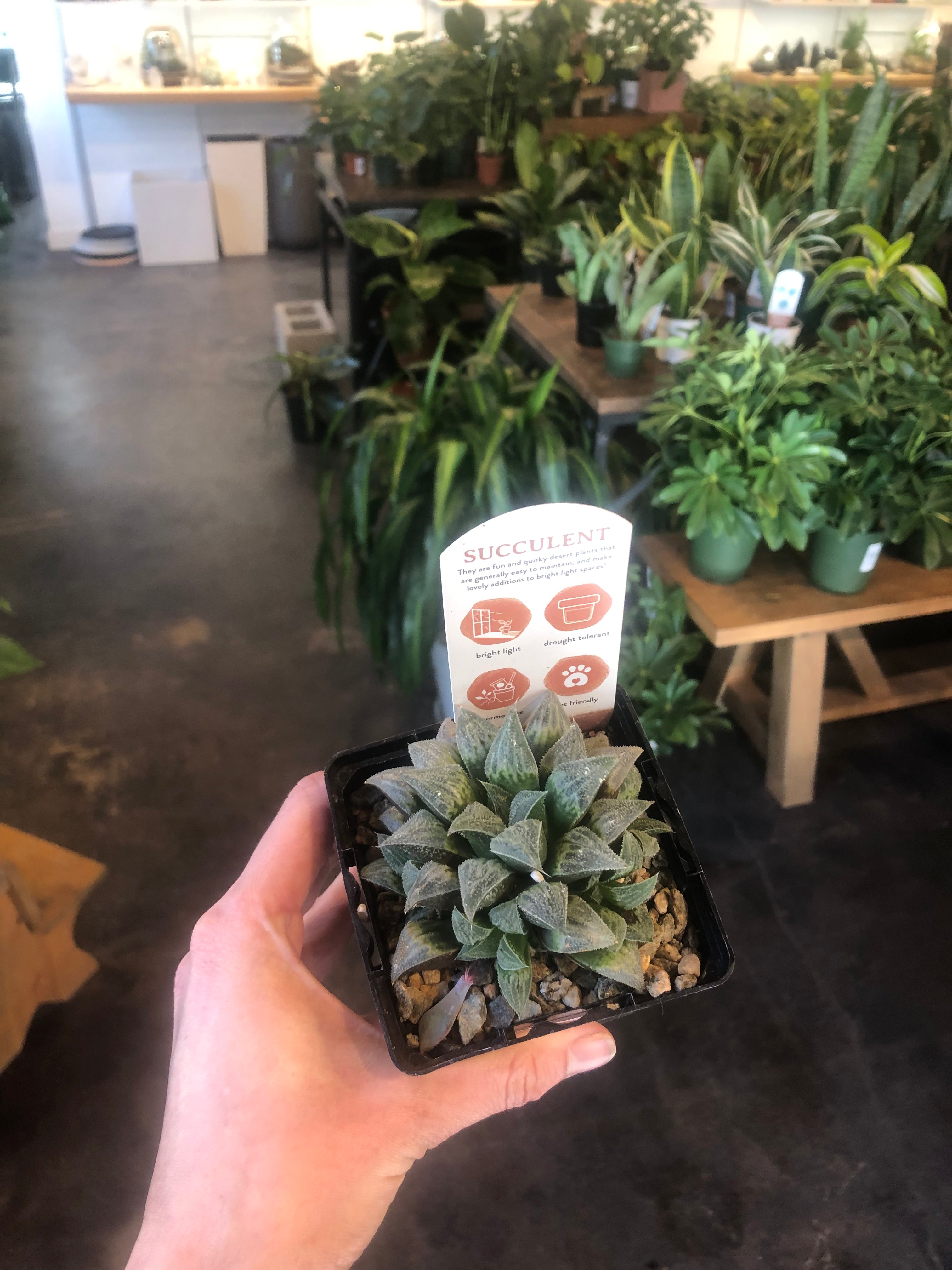 Haworthia 'Retusa' Variegated