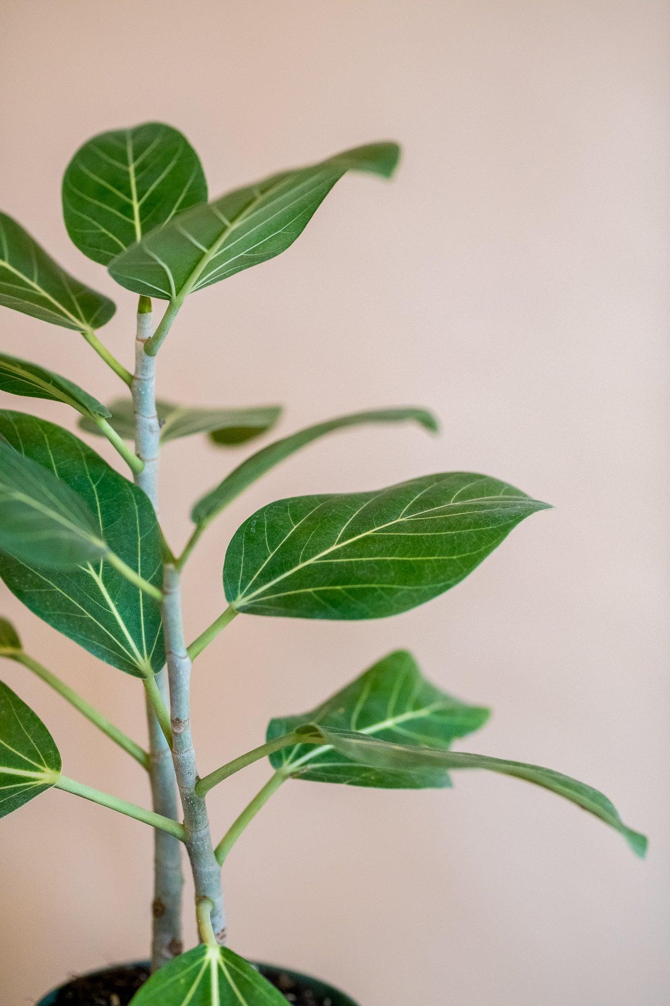 Ficus 'Audrey'