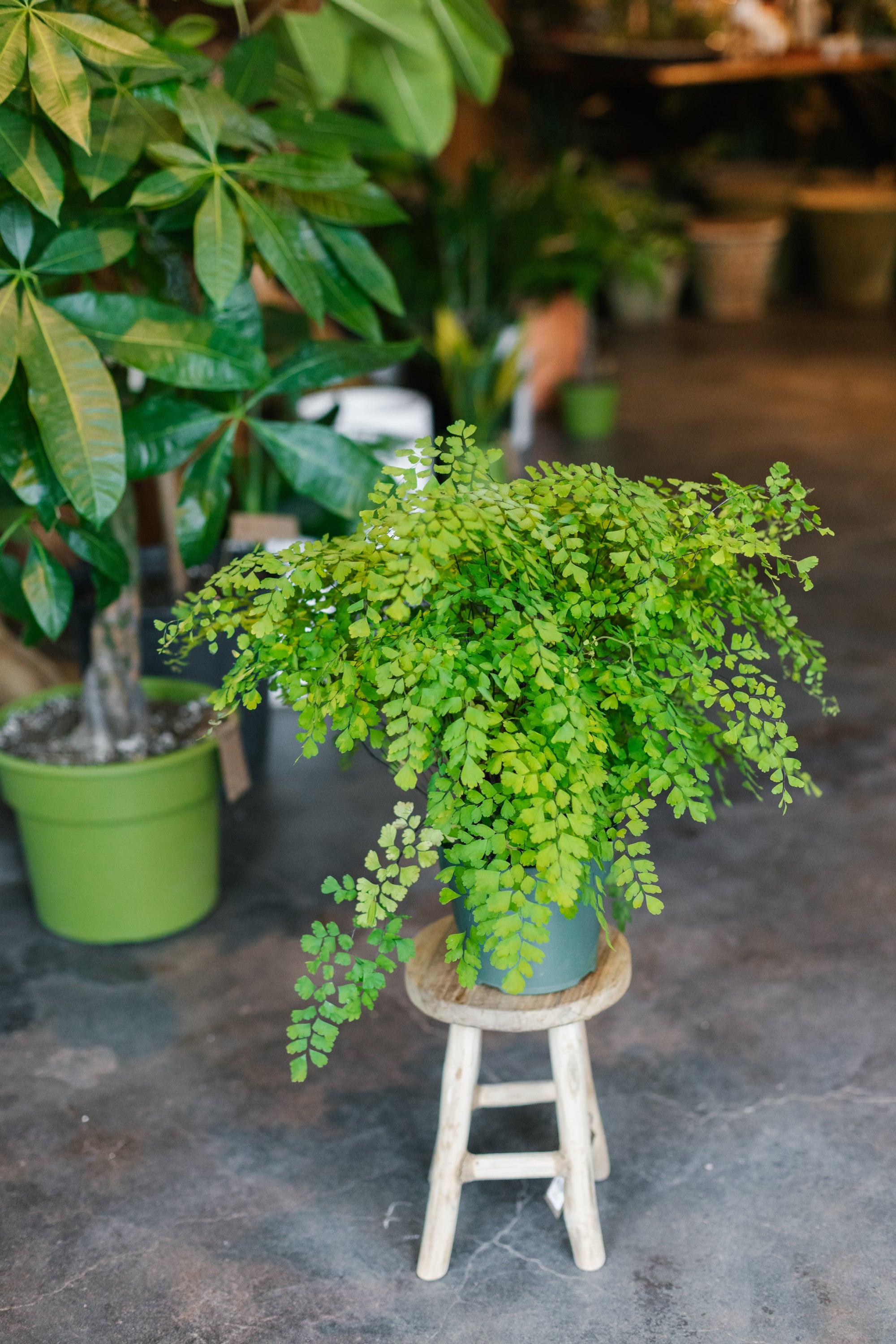 Fern 'Maidenhair'