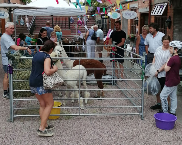 Alpaca day at FibreHut Blackminster Evesham