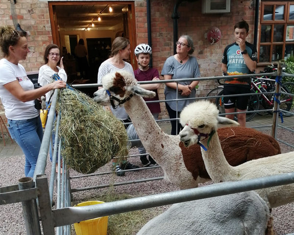 Alpaca day at FibreHut Blackminster Evesham