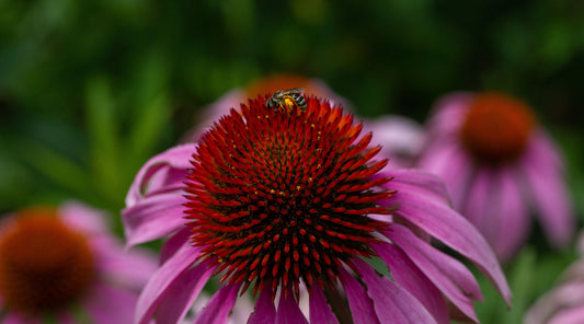 How Pollinators Feed Us All — What Are They and How You Can Help