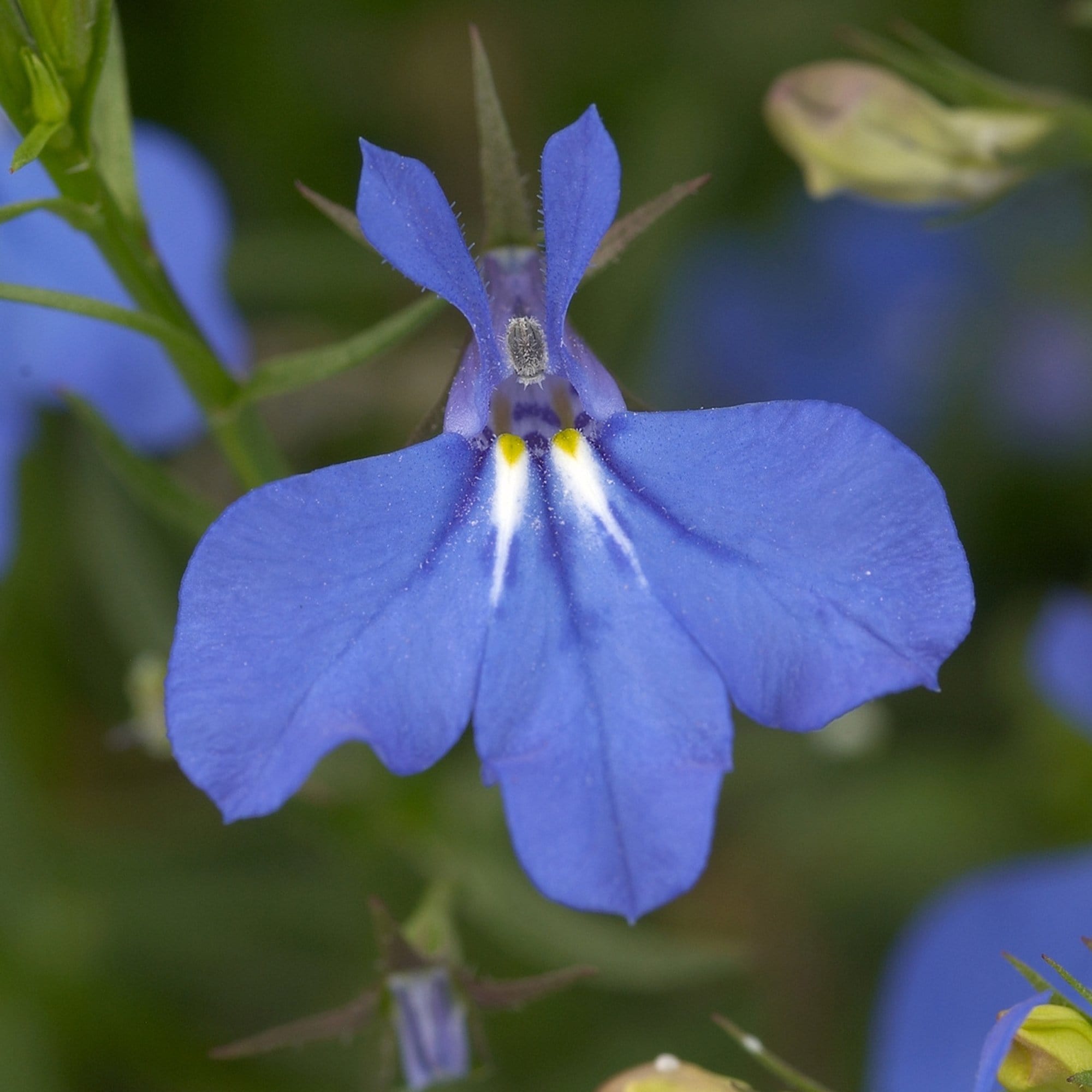 12 Best Trailing Annuals for Hanging Baskets | Jumbo Plug Plants Annual Bedding