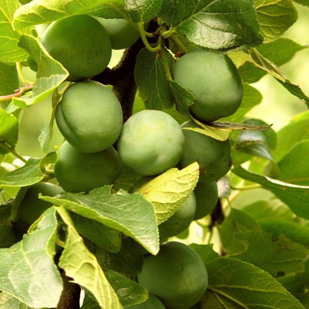 Old Greengage Plum Tree - Roots Plants