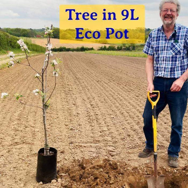 Champion' Quince Tree Fruit Trees